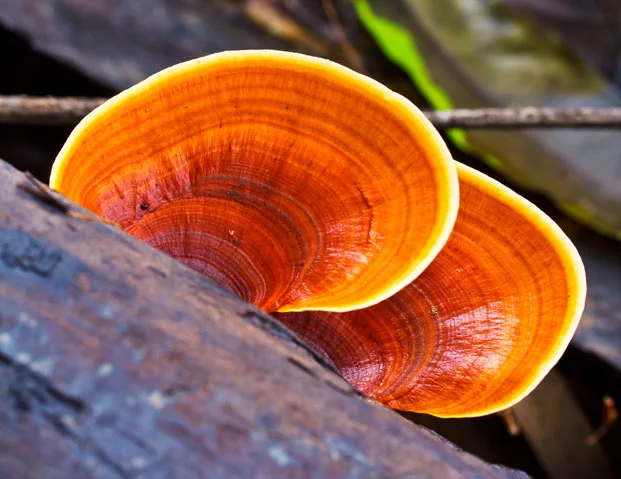 Reishi- gljiva besmrtnosti