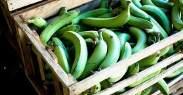 Brašno od zelene banane - čudo današnje zdrave prehrane!