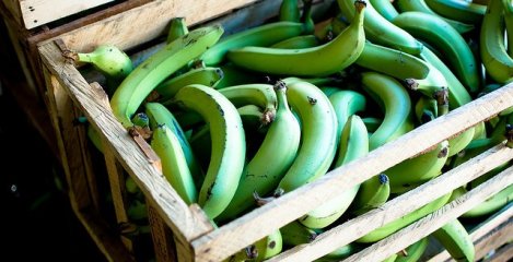 Brašno od zelene banane - čudo današnje zdrave prehrane!