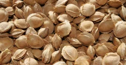 Koštice marelice za dugovječnost