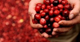 BRUSNICA - MALA BOBICA MEĐU NAJZDRAVIJIMA NA SVIJETU