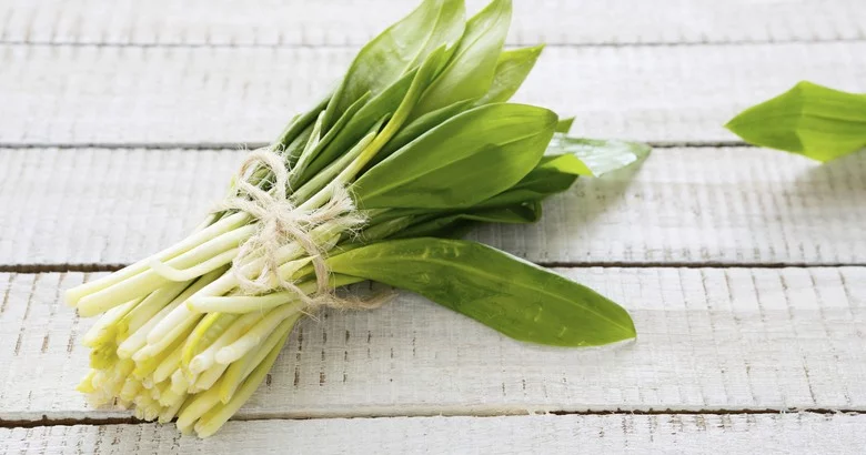 Prirodni lijek za kolesterol - biljne kapi medvjeđeg luka