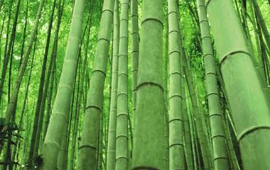 Bambusova vlakna - hit u svijetu zdrave i moderne prehrane