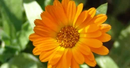 Čaj "H" za hormonalnu ravnotežu organizma