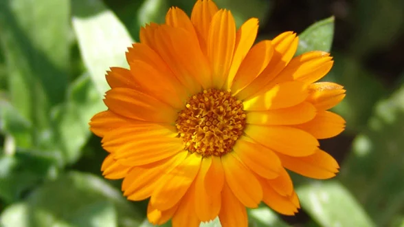 Čaj "H" za hormonalnu ravnotežu organizma