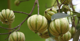 Garcinia Cambogia - najpopularnija zdrava namirnica za vitku liniju