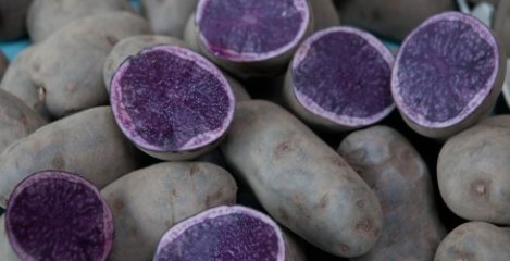 Upoznajte plavi krumpir, krumpir bogat antocijaninima