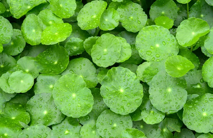 Ayurvedska ljekovita biljka Gotu Kola prava je čuvarica zdravlja