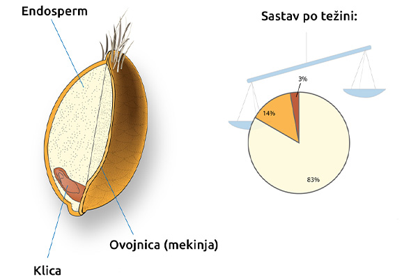 sastav zrna