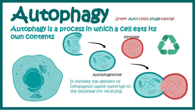 autofagija