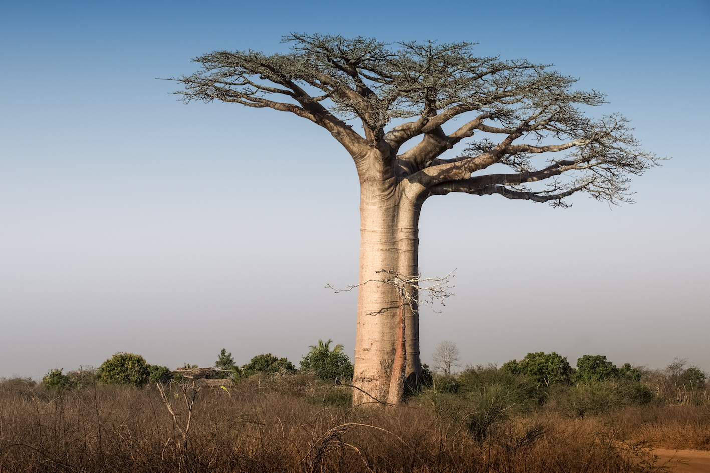 baobab