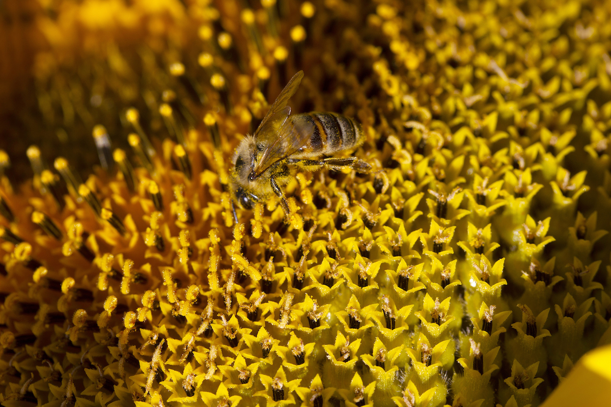 pčelinji polen