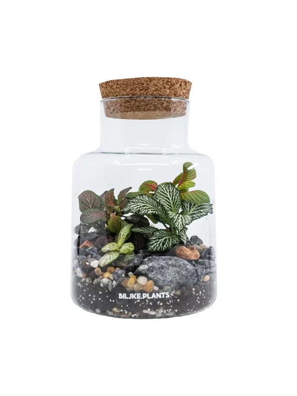 Terarij Tarzan - Biljke.Plants