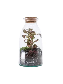 Terarij Mrs X - Biljke.Plants