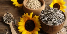 Suncokretove sjemenke - velika snaga malih sjemenki