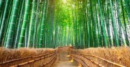 Bambusova vlakna - hit u svijetu zdrave i moderne prehrane