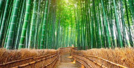 bambus vlakna