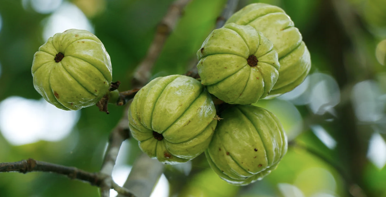 garcinia cambogia