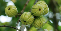 garcinia cambogia