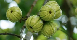 Garcinia Cambogia - najpopularnija zdrava namirnica za vitku liniju
