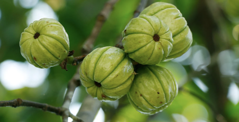 garcinia cambogia