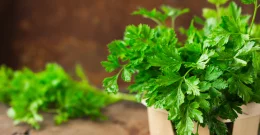 Peršin kao lijek za urinarne infekcije, anemiju i nesanicu
