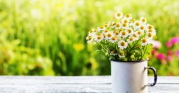 Proljeće je vrijeme za detox i čišćenje prema Ayurvedi