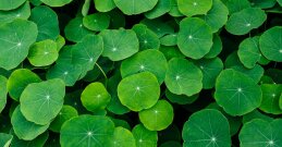 brahmi
