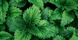 Kopriva u prahu jednom žličicom mijenja vaše zdravlje