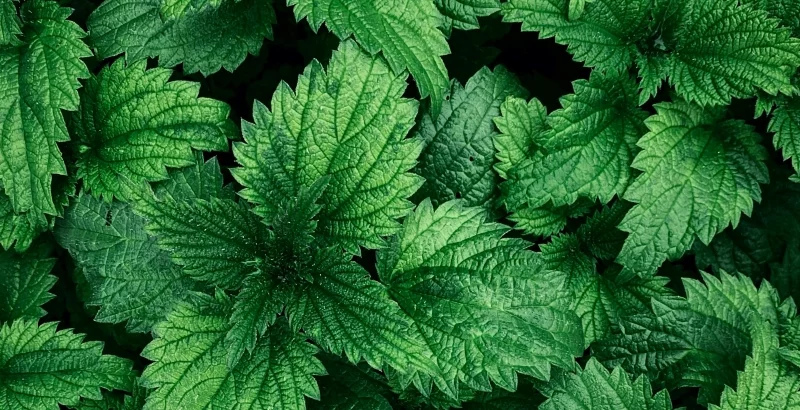 Listovi zelene koprive