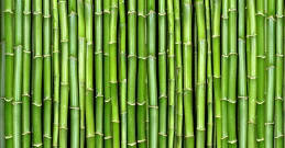 Bambus je materijal i sastojak budućnosti koji će vam promjeniti život