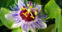 Pasiflora za smirenje - upotreba, doziranje, nuspojave