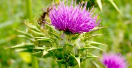 Sikavica za zdravlje jetre - upotreba, doziranje, gdje ju kupiti