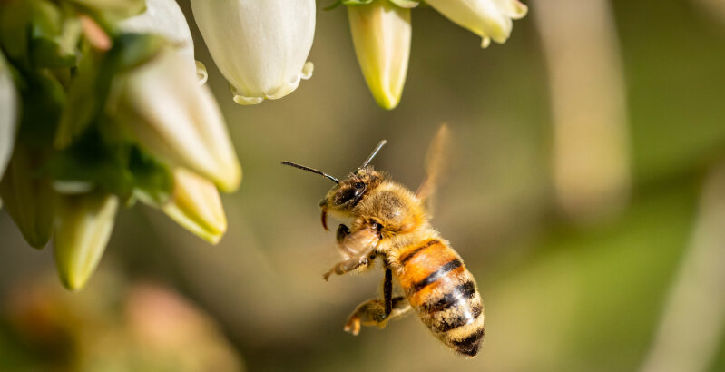 Pčele mogu bez nas, ali možemo li mi bez njih?
