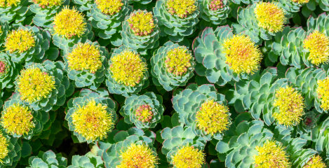 Upoznajte Rhodiolu - adaptogenu biljku koja pobjeđuje umor i stres!