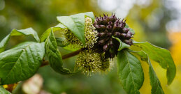 Sibirski ginseng - adaptogena biljka za izdržljivost i imunitet